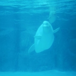 Marineland Beluga Whale