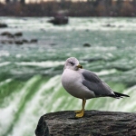 Picture of Seagal at Niagara Falls