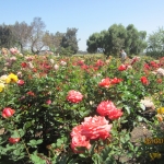 Garden in Niagara Falls