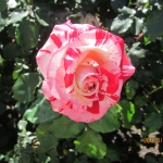 Picture of a Flower at an Attraction in Niagara Falls