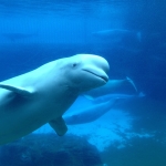 Marineland Beluga Whale