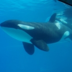 Killer Whale Marineland 