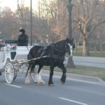 Carriages in Niagara Falls