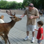 Playing with the Deer