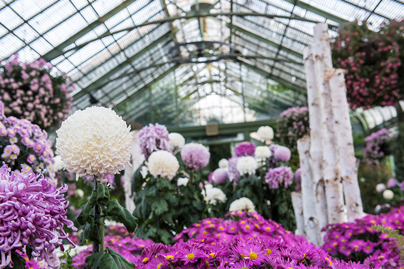 Annual Chrysanthemum Show at the Floral Showhouse