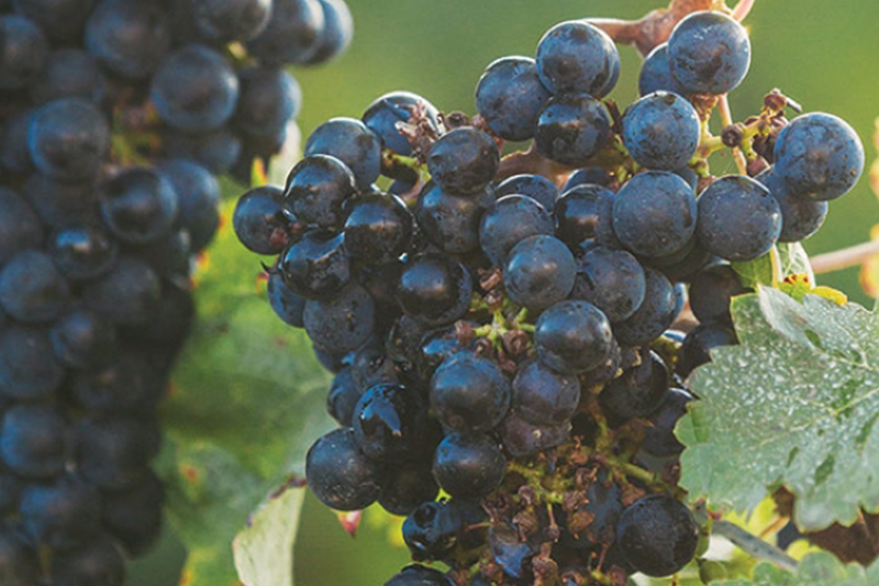 Niagara Grape and Wine Festival