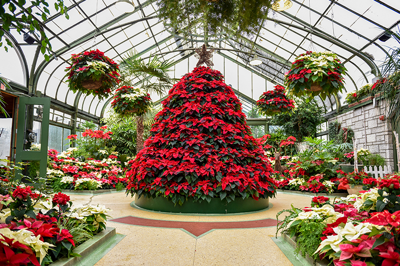 Annual Poinsettia Show