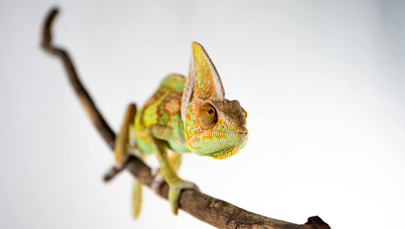 Reptile Zoo