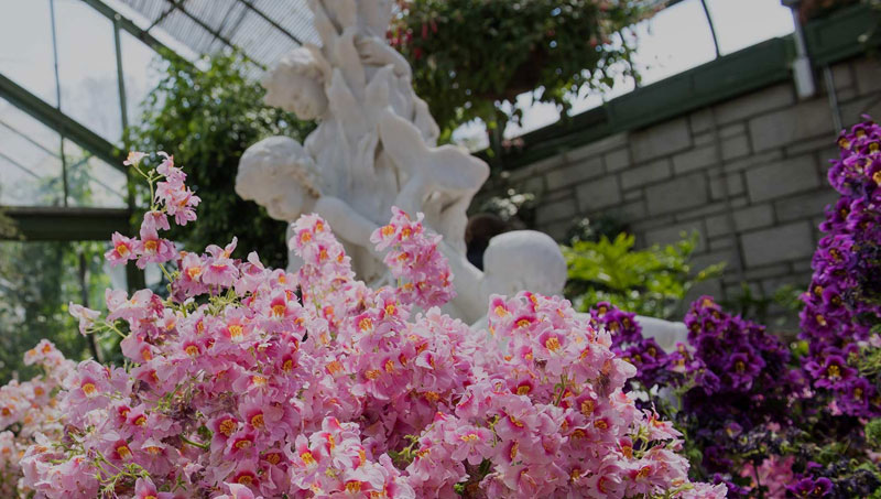Annual-Spring-Show