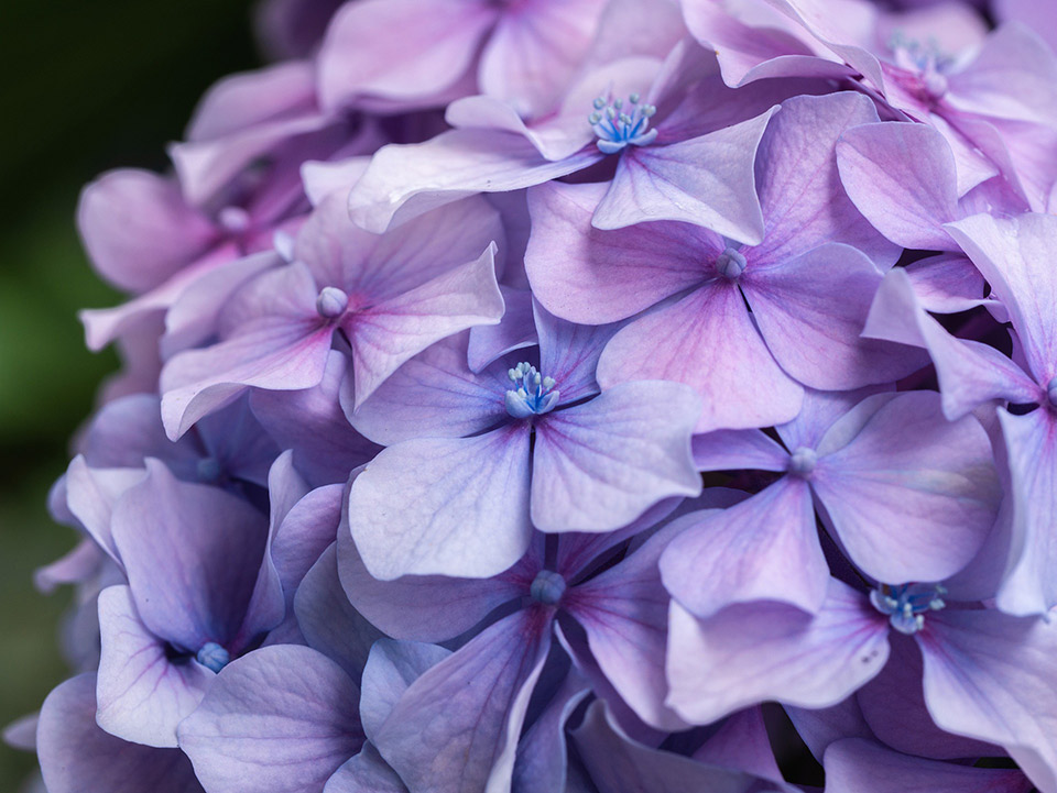 Hydrangea, Purple