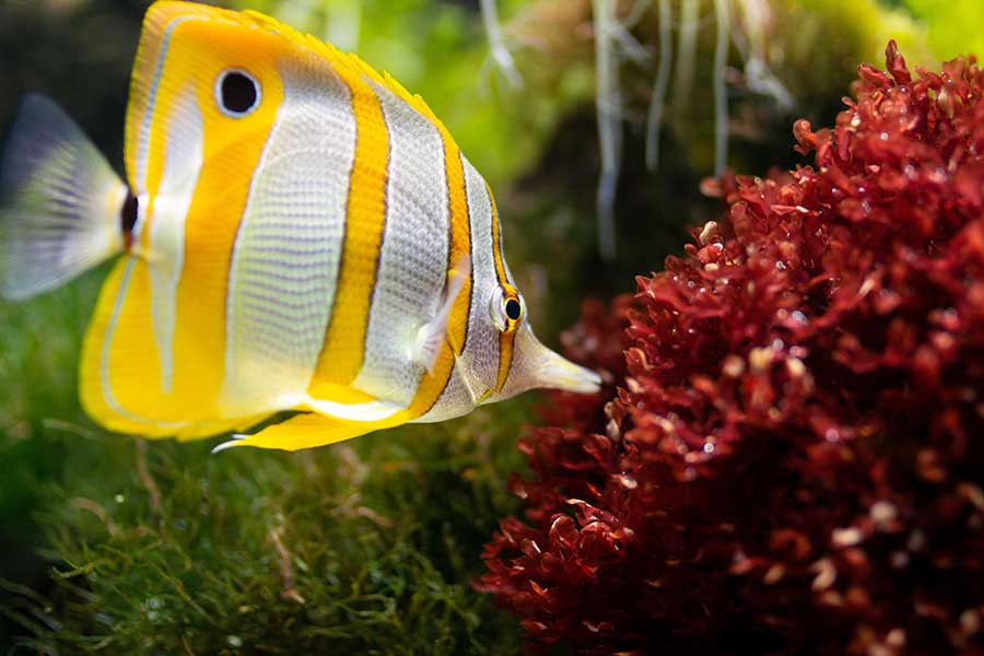Fish in aquarium