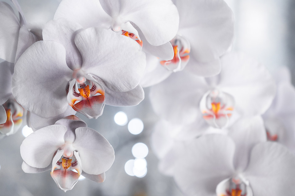 White Orchids